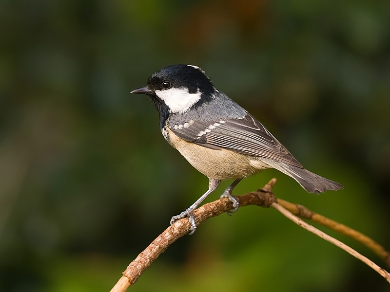 Parus ater Zwarte Mees Coal Tit